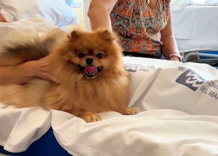 L’Hospital Universitari de Mataró facilita als pacients en situació de final de vida acomiadar-se de les seves mascotes