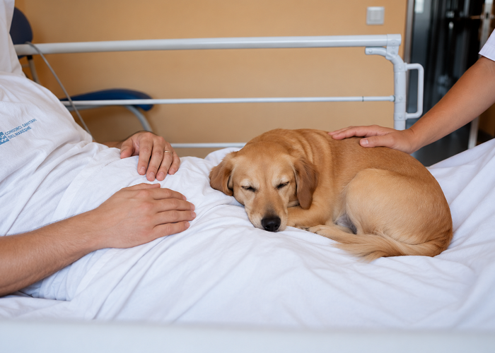 Imatge de L'Hospital Universitari de Mataró facilita que els pacients en situació de final de vida puguin acomiadar-se també de les seves mascotes